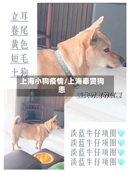 上海小狗疫情/上海奉贤狗患-第2张图片