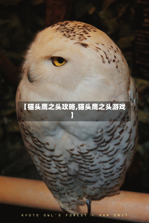 【猫头鹰之头攻略,猫头鹰之头游戏】-第2张图片